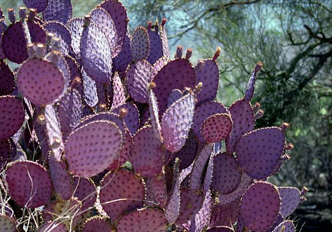 az_cactuspurple2.jpeg