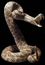 rattlesnake1.jpg