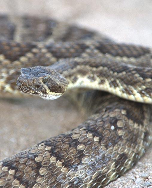 snake_1-arizona_diamondback_rattler-unhappy_rattlesnake-by_shirley_curtis.jpeg